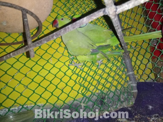 টিয়াপাখি এক জোড়া বয়স=১৬ অলপ কিছু দিন পরে ডিম দিবে